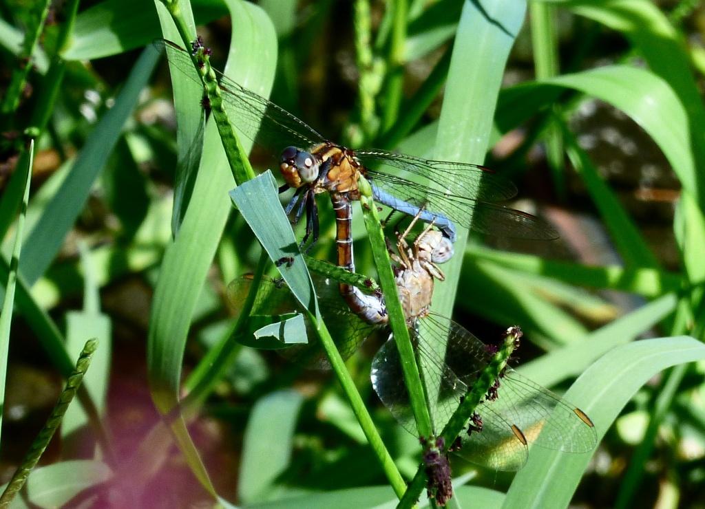 Identificazione orthetrum Sardegna - O. coerulescens anceps